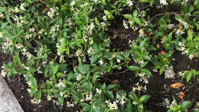 Potting up a Colorful Container | Garden Clean Up | Cottage Garden смотреть онлайн