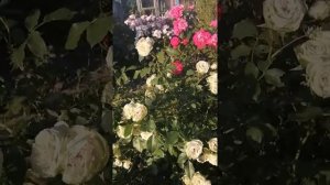 Лаври Грин и Хаймат Мелоди Супер розы Тантау