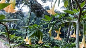 Golden angel’s trumpet genus Brugmansia aurea, Scented flowers in India, home gardening ideas