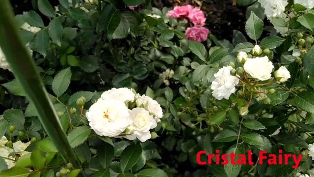 Самые стойкие розы в моем саду. Aspirin rose, Cristal Fairy, Pastella, Iguana. смотреть онлайн