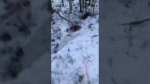 Весенняя охота на медведя в Архангельской области 2021