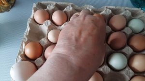 Домашние куры несут двухжелтковые яйца.