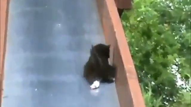 Подборка смешных видеороликов с животными 2012 смотреть онлайн