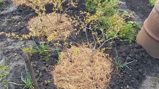 Будет ли плодоносить 1 куст голубики?
