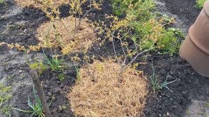 Будет ли плодоносить 1 куст голубики?