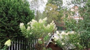 ГОРТЕНЗИЯ МЕТЕЛЬЧАТАЯ KYUSHU