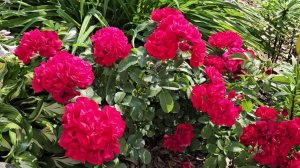 Мой сад 7 июля 2024