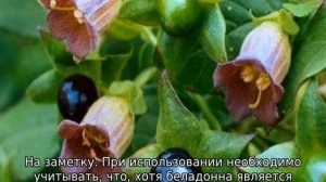 Белладонна трава: описание, свойства, применение