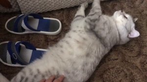 Самый Ласковый Шотландский Кот