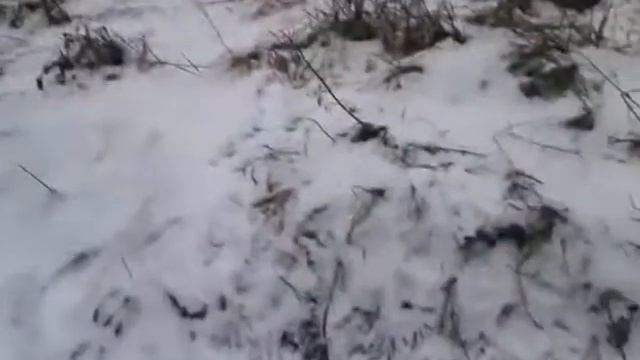 16 11 14 Заячьи следы на снегу. Лепота.