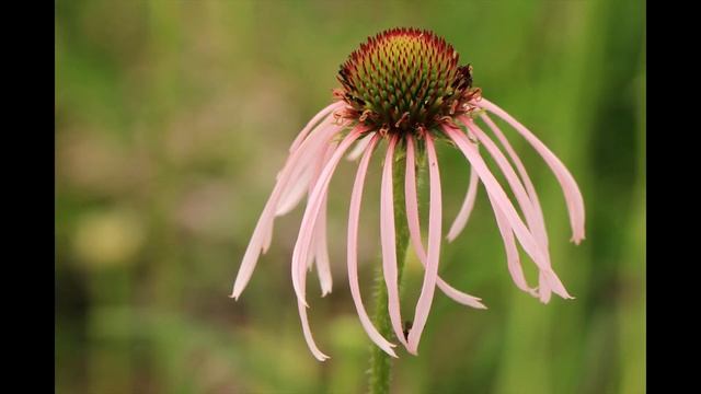 Echinacea pallida смотреть онлайн