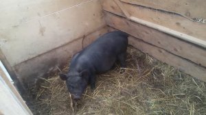 Обзор хозяйства.ВИСЛОБРЮХАЯ свинья-настоящая СВИНЬЯ! / Думаю/ на мясо или на племя?6 октября 2017 г