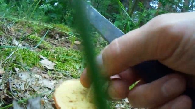 Собираем летние маслята!!! Масленок зернистый!!! смотреть онлайн