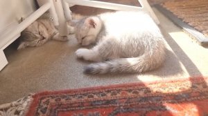 Коты и котята разбросаны по всему дому, спят