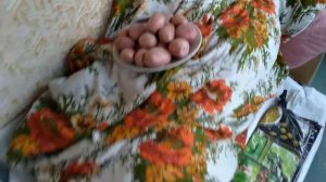 Какую картошку выбрать и купить на зиму ? Славянка, Беллароза, Пикассо, Коломбо