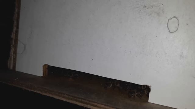 Двухкорпусный улей на 10 рамок смотреть онлайн