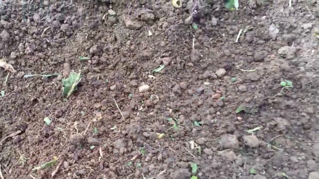 1. Картошка - эксперимент смотреть онлайн