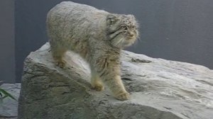 Pallas's cats (Otocolobus manul), RSCC