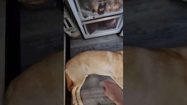 А у вас как спасаются питомцы от жары? #милота #животные #собака #лабрадор #dog #animal смотреть онлайн