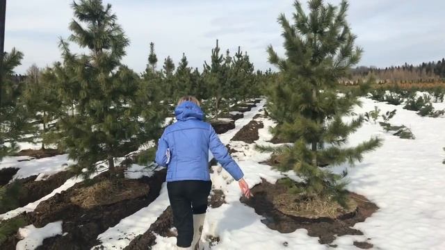 Стрим из питомника растений: сосна кедровая! Смотри тут! смотреть онлайн
