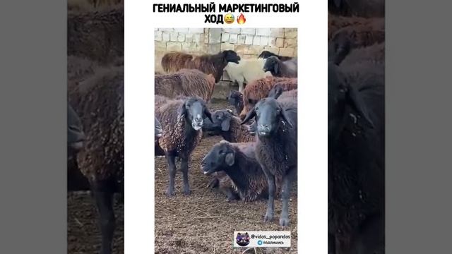 жвачка.mp4