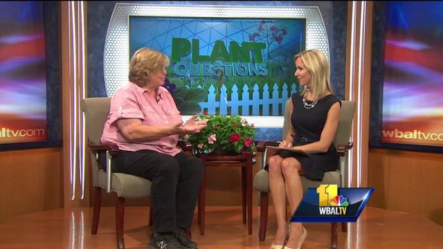 Plant questions: Gardenia not blooming смотреть онлайн