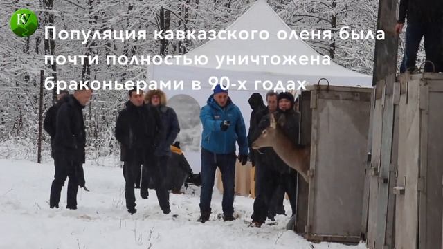 В Северной Осетии восстанавливают популяцию оленей смотреть онлайн