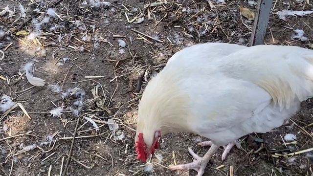 2-✅БАЗА мясокостная добавка для Самодельного корма смотреть онлайн