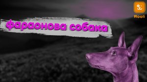 Фараонова собака: порода, особенности истории, которых привозили в подарок фараонам