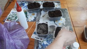 ОБРИЕТА, АУБРЕЦИЯ,  ПОСЕВ НА РАССАДУ, ОБРИЕТА ВЫРАЩИВАНИЕ СЕМЕНАМИ.