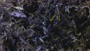 Энхитреус в природе.