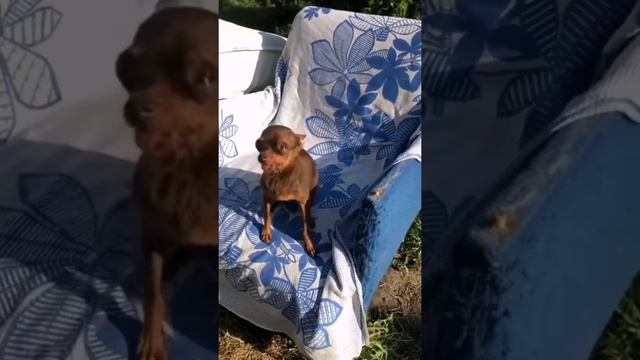 Ржака смотреть всем🤣Купили добермана чтобы дом охранял. We bought a Doberman to guard the house.