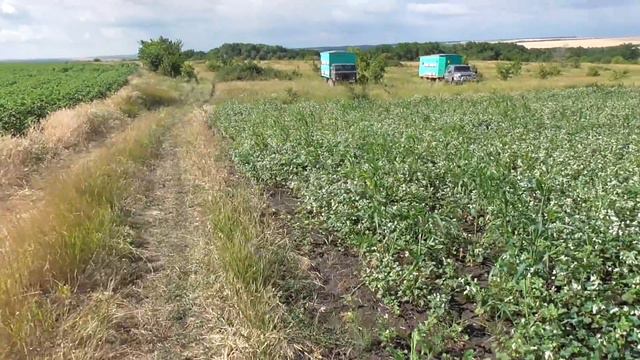 Обновление на пасеке / переезд на другую гречку / Спасибо за поздравления. смотреть онлайн