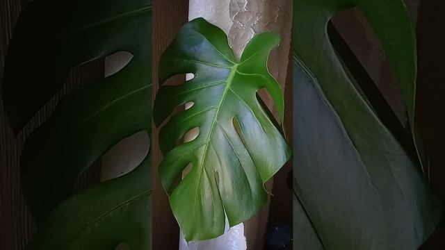 Монстера, комнатные растения. Monstera, indoor plants