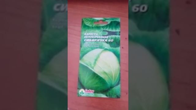 Сибирячка капуста #капуста смотреть онлайн