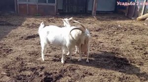 Покрытие козы .