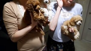 Мы купили щенка! Первая ночь и день, пуделька