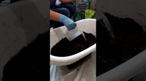 Готовим грунт и рассаживаем крапивку малины из маточного корня