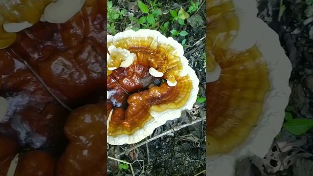 Amazing Red Reishi Mushroom ? Cultivation.