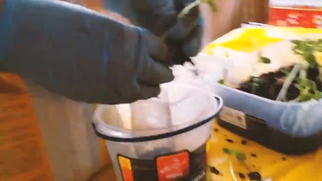 Когда рассада вытянулась: бальзамин пересадка