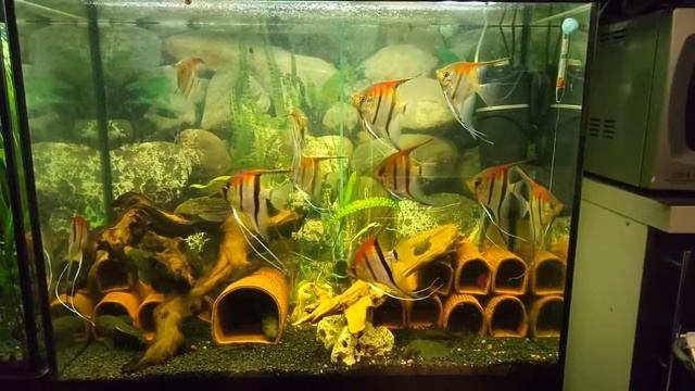 Pterophyllum scalare "Manacapuru". Скалярия Манакапуру