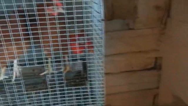 Клеточное содержание кур несушек. "Мое Подворье"