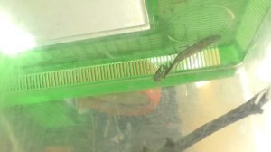 Богомол против ОСЫ БОГОМОЛ В ДЕЛЕ