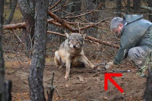Пенсионер высвободил измученного волка из капкана, спустя пол года волк отплатил добром