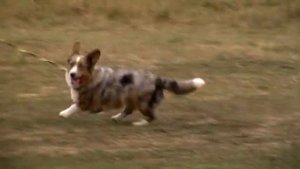 #корги #кардиган #corgi #cardigan Утренняя пробежка #Deyzi