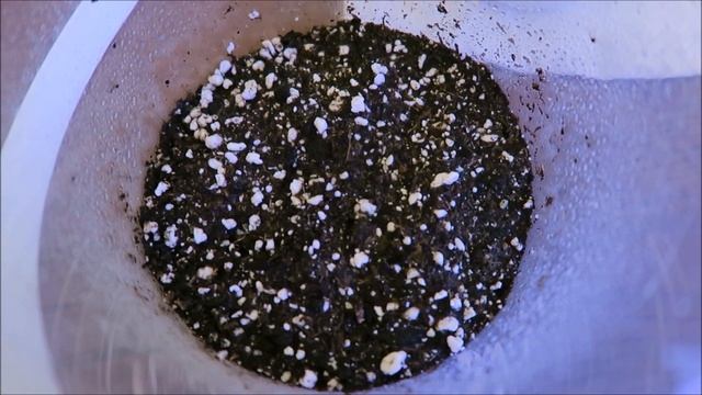 Огород: первые посевы и био удобрения для сада (бокаши и энзимы) 2020 01