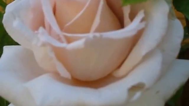 Что такое чайная роза? смотреть онлайн