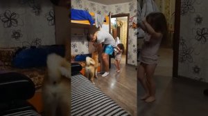 Акита защищает детей