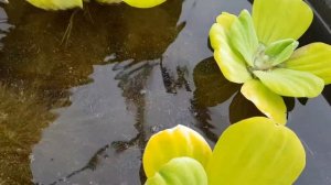 Пистия или Водяной салат