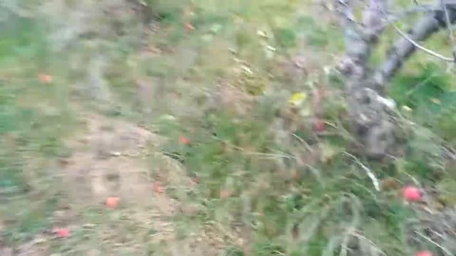 САДЫ ПОЛЬШИ, ЧАСТЬ 4.ЯБЛОНЕВЫЙ САД ПЕРЕД ВЫКОРЧЕВКОЙ
